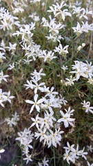 Phlox tenuifolia
