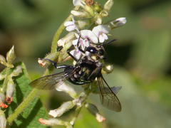 Thalestria spinosa