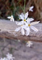 Phlox tenuifolia