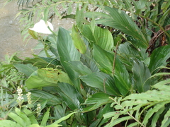 Spathiphyllum