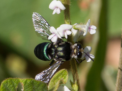 Thalestria spinosa
