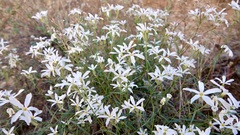 Phlox tenuifolia