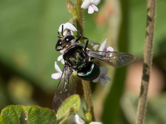 Thalestria spinosa