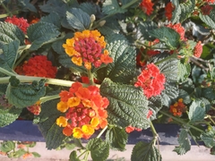 Lantana