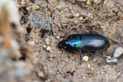 Harpalus dimidiatus