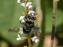 Thalestria spinosa