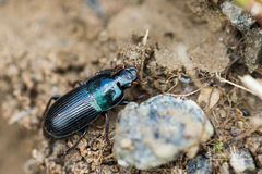 Harpalus dimidiatus
