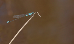 Acanthagrion lancea
