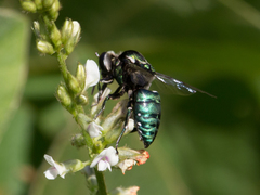Thalestria spinosa