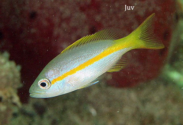 Yellowtail snapper - Wikipedia