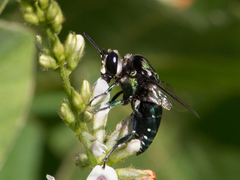 Thalestria spinosa