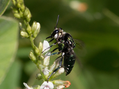 Thalestria spinosa