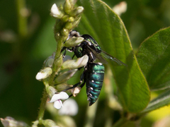 Thalestria spinosa