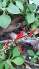 Salvia cinnabarina