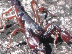 Broteochactas porosus