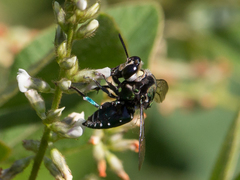Thalestria spinosa