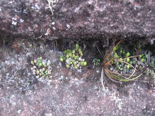 Pterozonium cyclophyllum