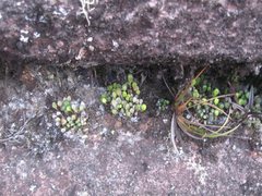 Pterozonium cyclophyllum