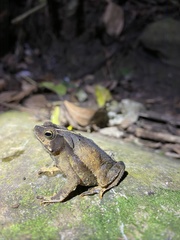 Rhinella scitula