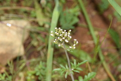 Centranthus calcitrapae