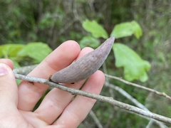 Amphibolips acuminata