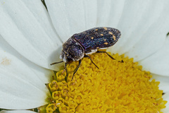 Acmaeoderella flavofasciata flavofasciata