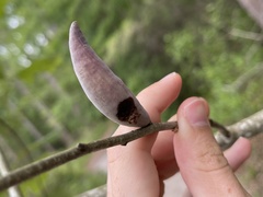 Amphibolips acuminata