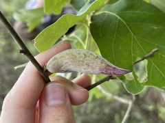 Amphibolips acuminata