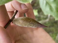 Amphibolips acuminata