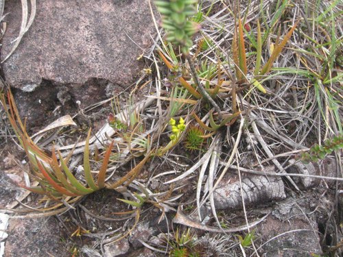 Genus Nietneria · iNaturalist