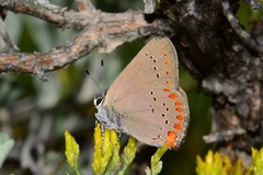 Satyrium titus immaculosus