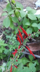 Salvia cinnabarina