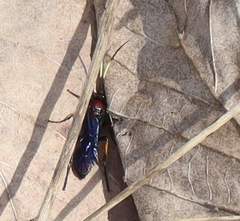 Ichneumon centrator