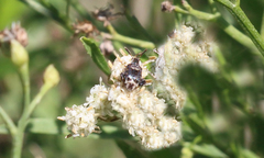 Penthobruchus germaini