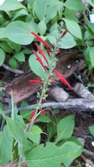 Salvia cinnabarina