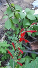 Salvia cinnabarina