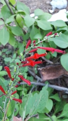 Salvia cinnabarina