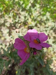 Oxythyrea funesta
