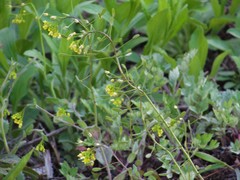 Draba nemorosa