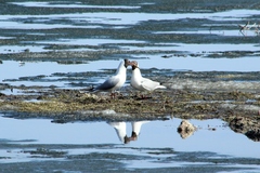 Chroicocephalus ridibundus