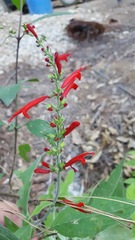 Salvia cinnabarina