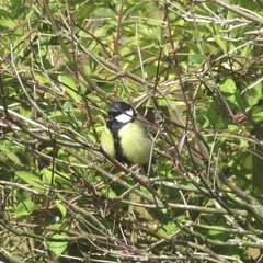 Parus major newtoni
