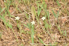 Centaurium maritimum