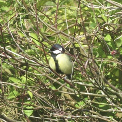 Parus major newtoni