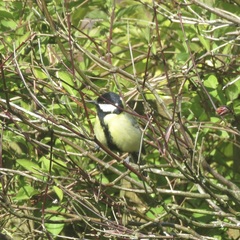 Parus major newtoni