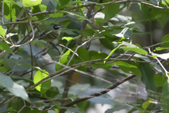 Vireo atricapilla