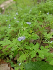Phacelia covillei