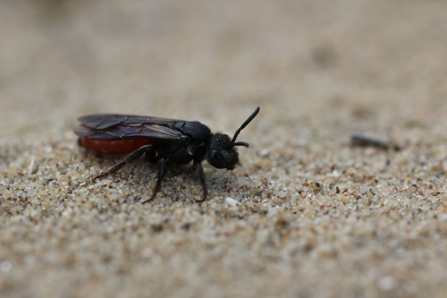 White-lipped Blood Bee, 2114 Vogelenzang, Netherlands, photo 6 of 10