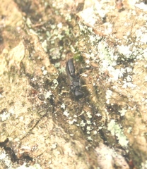 Crossocerus exiguus