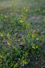 Draba nemorosa